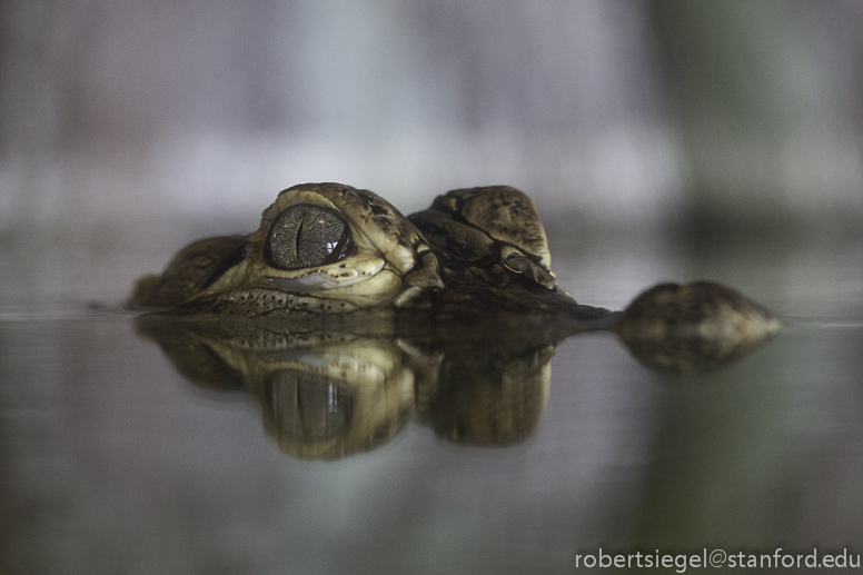 baby alligator